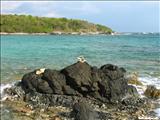 Pata Prieta Beach - VIEQUES